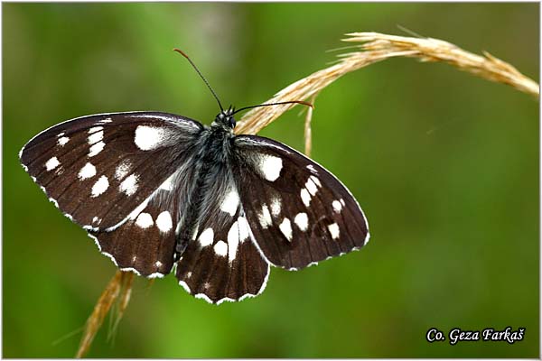 290_marbled_white.jpg - Marbled White, Melanargia galathea, ah tabla, Mesto - Location: Tjentiste, Bosnia and Herzegovina