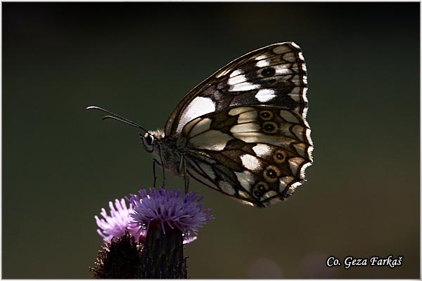 291_marbled_white.jpg - Marbled White, Melanargia galathea, Sah tabla, Mesto - Location: Maglic, Bosnia and Herzegovina