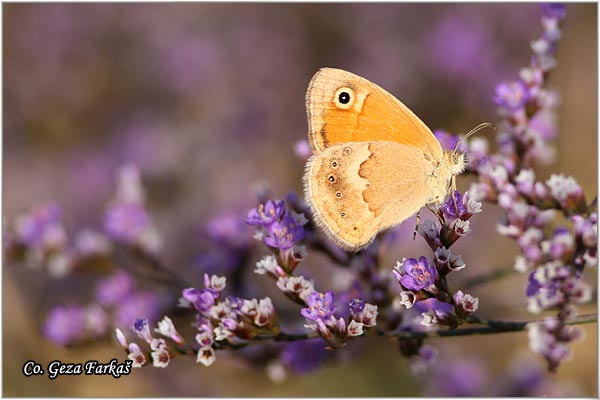 300_small_heath.jpg - Small Heath, Coenonympha pamphilus, Mala cenonifa, Location: Skhiatos, Greece