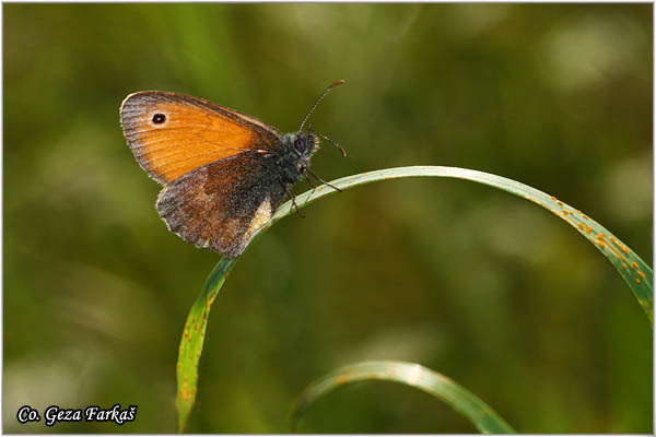 301_small_heath.jpg - Small Heath, Coenonympha pamphilus, Mala cenonifa, Location: Mokra gora, Serbia