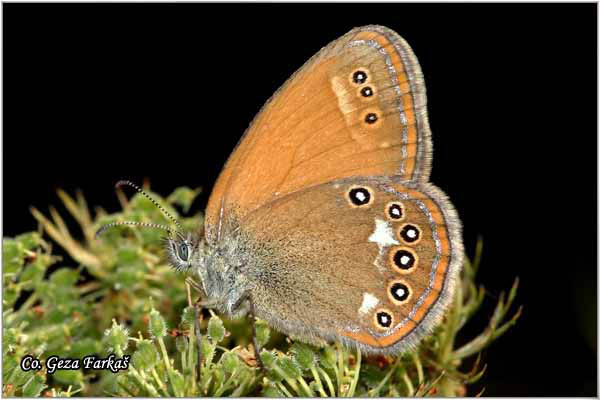 325_chestnut_heath.jpg - Chestnut Heath, Coenonympha glycerion, Kestenjasta cenonimfa, Mesto - Location: Fruska Gora, Serbia