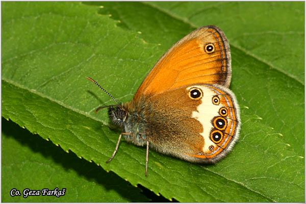 357_pearly_heath.jpg - Pearly Heath,  Coenonympha arcania, Biserna cenonifa, Mesto - Location: Mokra gora, Serbia