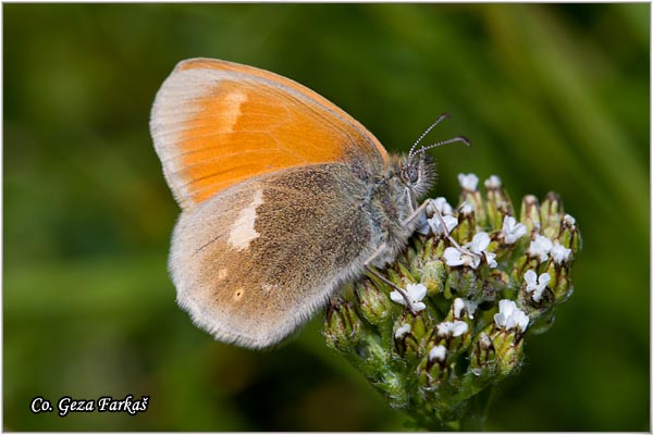 370_eastern_large_heath.jpg - Eastern large heath, Coenonympha rhodopensis, Rodopska nimfa. Mesto - Location: Zelengora, Bosnia and Herzegovina