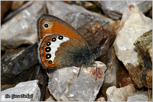 390_balkan_heath.jpg - Balkan heath, Coenonympha orientalis, Orijentalna nimfa, Mesto - Location: Mokra gora, Serbia