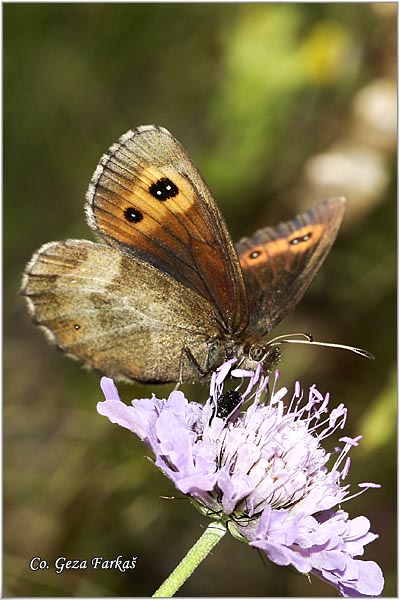 400_large_ringlet.jpg - Large ringlet, Erebia euryale, Mala erebija Mesto-Location:, Han pjesak, Bosnia and Herzegovina