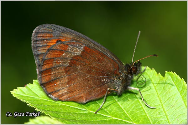 431_scotch_argus.jpg - Scotch argus, Erebia aethiops,  Okasta erebija, Mesto - Location: Han pjesak, Bosnia and Herzegovina