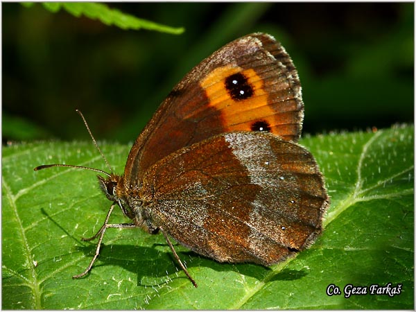 432_scotch_argus.jpg - Scotch argus, Erebia aethiops,  Okasta erebija, Mesto - Location: Maglic mountine, Bosnia and Herzegovina