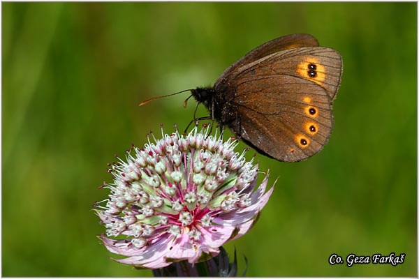 450_woodland_ringlet.jpg - Woodland Ringlet, Erebia medusa,  Erebija meduza, Mesto - Location: Maglic mountine, Bosnia and Herzegovina