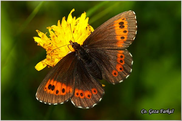 460_arran_brown.jpg - Arran Brown, Erebia ligea, Crvena erebija, Mesto - Location: Maglic mountine, Bosnia and Herzegovina