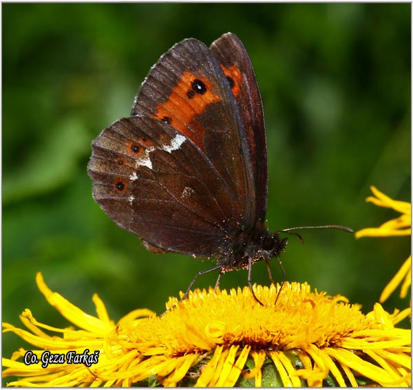 461_arran_brown.jpg - Arran Brown, Erebia ligea, Crvena erebija, Mesto - Location: Maglic mountine, Bosnia and Herzegovina