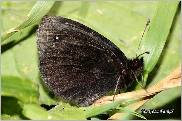 470_black_ringlet.jpg - Black Ringlet, Erebia melas, Crna erebija, Mesto - Location: Maglic mountine, Bosnia and Herzegovina