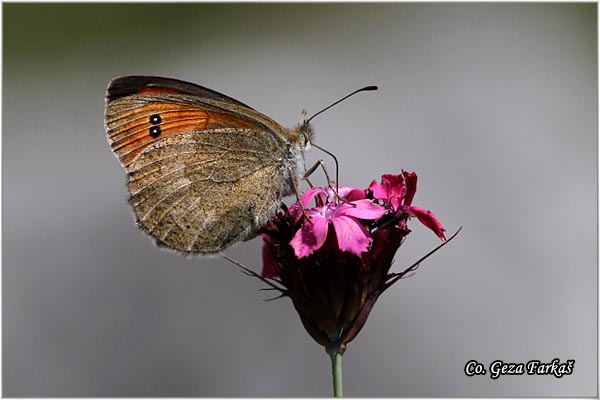 480_ottoman_brassy_ringlet.jpg - Ottoman Brassy Ringlet, Erebia ottomana, Tursk erebija, Mesto - Location: Magliæ mountine, Bosnia and Herzegovina