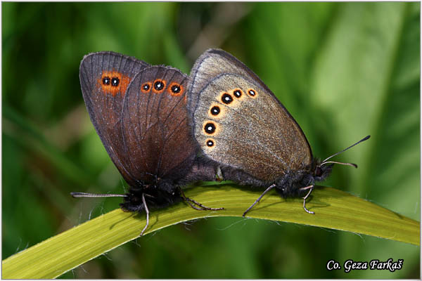 490_bright_eyed_ringlet.jpg - Bright eyed ringlet, Erebia oeme, Bistrooka erebija, Mesto - Location: Zelengora mountine, Bosnia and Herzegovina