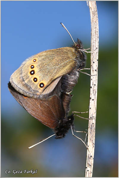 491_bright_eyed_ringlet.jpg - Bright eyed ringlet, Erebia oeme, Bistrooka erebija, Mesto - Location: Zelengora mountine, Bosnia and Herzegovina