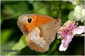 073_meadow_brown