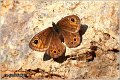 130_northern_wall_brown