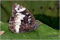 250_great_banded_grayling