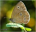 280_ringlet