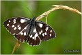 290_marbled_white