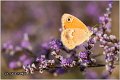 300_small_heath