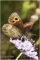 400_large_ringlet