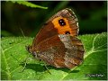 432_scotch_argus