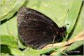 470_black_ringlet