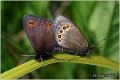 490_bright_eyed_ringlet