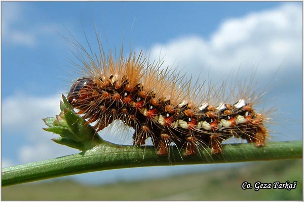 01_knot_grass.jpg - Knot Grass, Acronicta rumicis, Mesto - Location, Fruska Gora