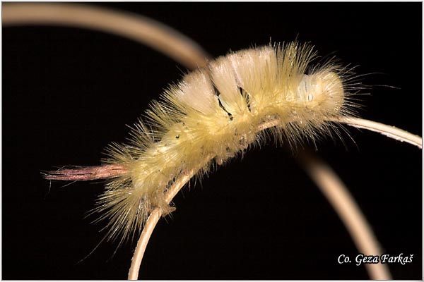 02_pale_tussock_moth.jpg - Pale Tussock Moth, Calliteara pudibunda, Mesto - Location, Fruska Gora