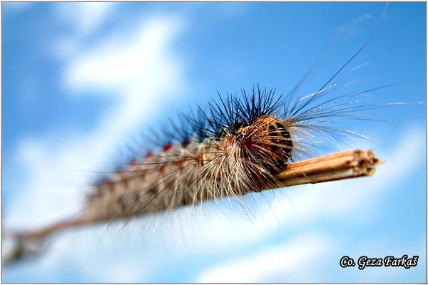 03_gypsy_moth.jpg - Gypsy moth, Lymantria dispar, Gubar, Mesto - Location, Fruska Gora