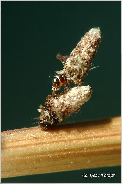 04_bagworms.jpg - Bagworms, Psychidae Sp. Mesto - Location, Fruska Gora