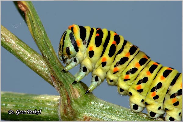 08_common_swallowtail.jpg - Common Swallowtail, Papilio machaon, Makazar, Mesto - Location, Fruska Gora