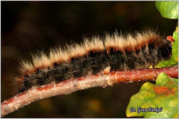 11_macrothylacia_rubi.jpg - Fox Moth, Macrothylacia rubi, Mesto - Location Fruska Gora