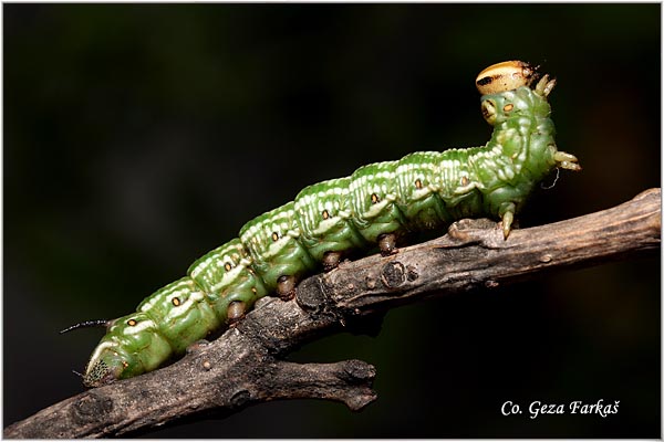 12_pine_hawk-moth.jpg - Pine Hawk-moth ,Sphinx pinastri, Location: Kopaonik, Serbia