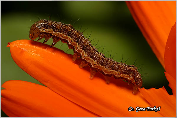 17_cotton_bollworm.jpg - Cotton bollworm,  Helicoverpa armigera, Mesto - Location: Novi Sad, Serbia