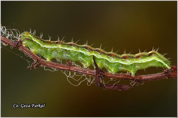 18_cotton_bollworm.jpg - Cotton bollworm,  Helicoverpa armigera, Mesto - Location: Koviljski rit, Serbia