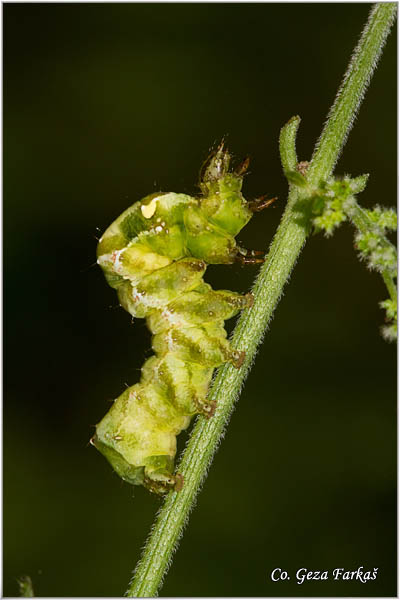 41_dark_spectacle.jpg - Dark Spectacle,  Abrostola triplasia,  Mesto - Location: Gornje podunavlje, Serbia