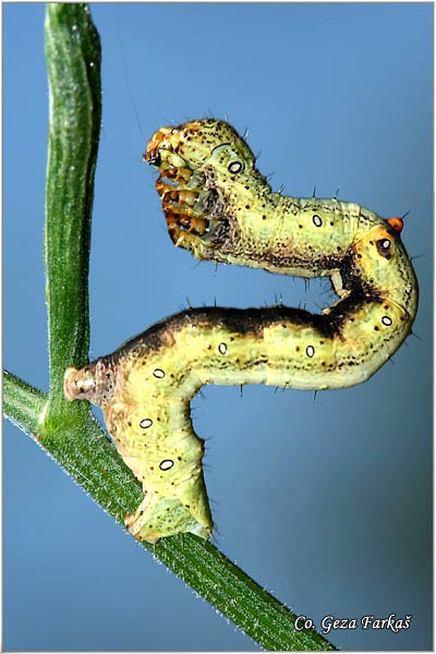 45_giant_looper.jpg - Giant looper, Ascotis selenaria, Location: Fruka gora, Serbia