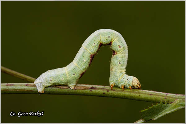 47_giant_looper.jpg - Giant looper, Ascotis selenaria, Location: Fruka gora, Serbia