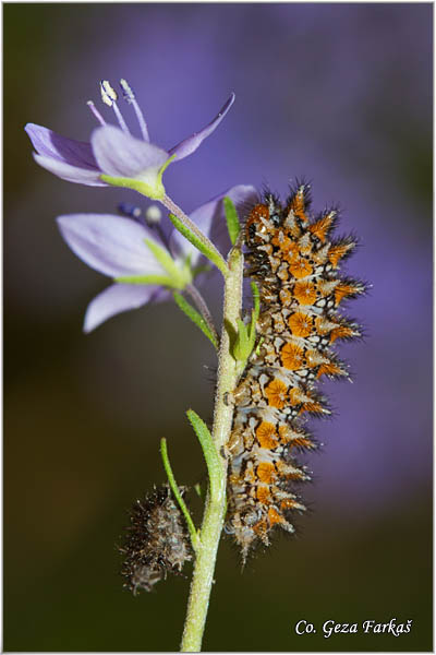 49_spotted_fritillary.jpg - Spotted Fritillary, Melitaea didyma, Plameni ?arenac, Mesto - Location: Herzeg Novi, Monte Negro