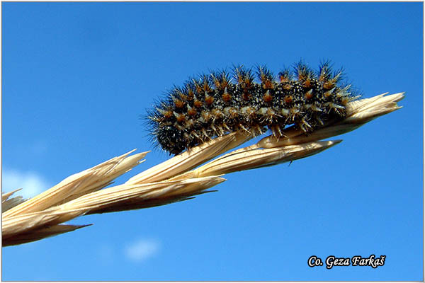 50_knapweed_fritillary.jpg - Knapweed Fritillary,  Melitaea phoebe, Mesto - Location: Petrovaradin, Serbia