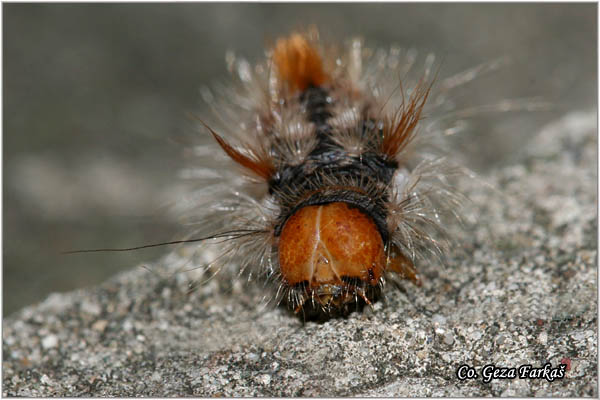 53_nut-tree_tussock.jpg - Nut-tree Tussock, Colocasia coryli, Mesto - Location: Fruka gora, Serbia