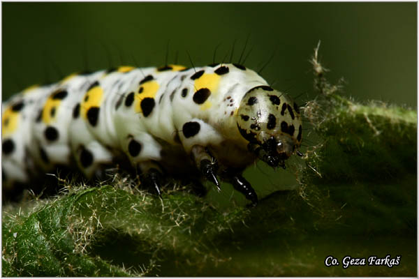 61_mullein_moth.jpg - Mullein Moth, Cucullia verbasci, Mesto - Location: Fruka gora, Serbia