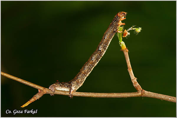 65_feathered_thorn.jpg - Feathered thorn,  Colotois pennaria, Mesto - Location: FruÅ¡ka gora, Serbia