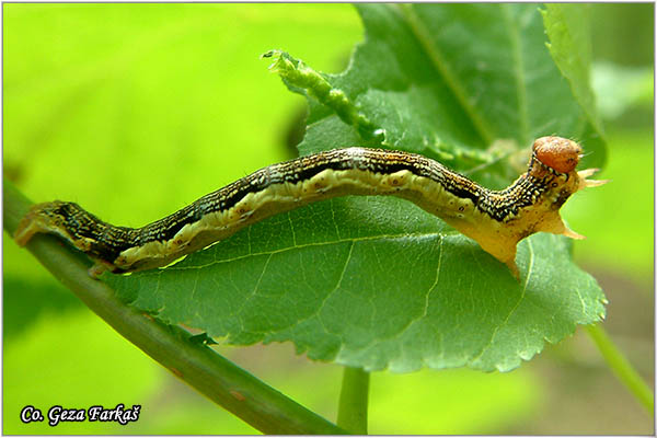 67_mottled_umber.jpg - Mottled Umber,  Erannis defoliaria, Mesto - Location: FruÅ¡ka gora, Serbia