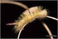 02_pale_tussock_moth