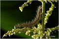 22_small_tortoiseshell