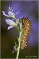 49_spotted_fritillary