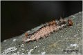 51_nut-tree_tussock